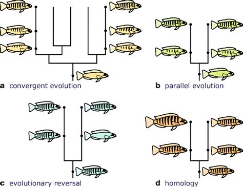 Biology Textbook, Convergent Evolution, High School Biology, Similarity ...