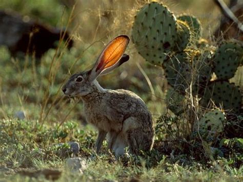 Animals - CHAPARRAL BIOME