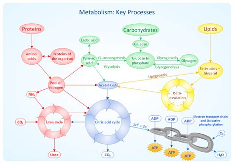 Metabolic pathway map sample: Metabolism: Key processes. | Biochemistry ...