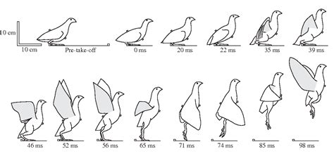 [PDF] Kinematics and mechanics of ground take-off in the starling ...