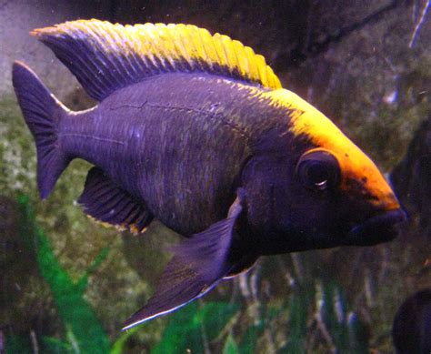 cichlids.com: sulfterhead | Cichlids, African cichlids, African cichlid ...