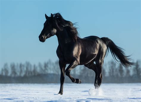 Image - 1200-507294134-black-horse.jpg | Roleplay Forum Wikia | FANDOM ...