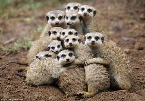 Group hug! Keeping warm is just simples for these soggy meerkats who ...