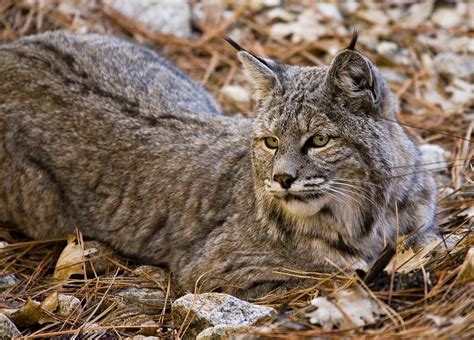 Bobcat | Brian Rueb Photography | Animals beautiful, Forest animals ...