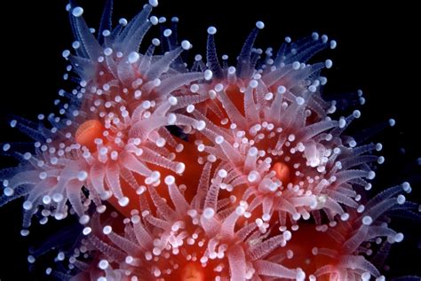 What is a Sea Anemone? - Blue Reef Aquarium