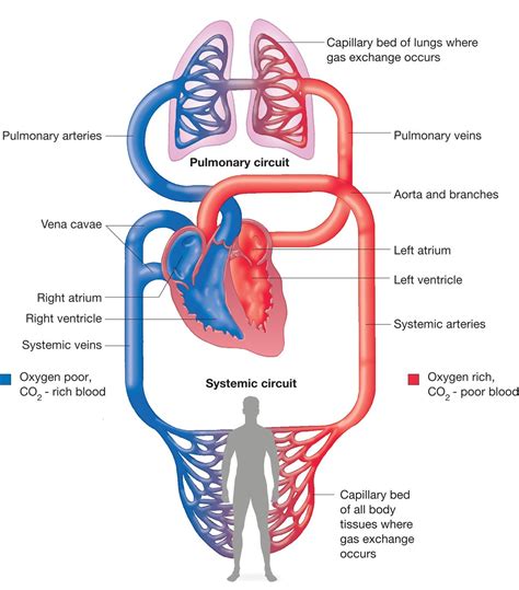 What is the Function of Veins in the Circulatory System? - First Aid ...