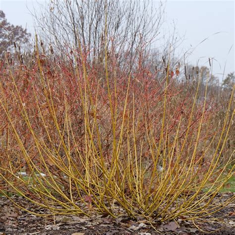 Red Osier Dogwood (Cornus Sericea) | ubicaciondepersonas.cdmx.gob.mx