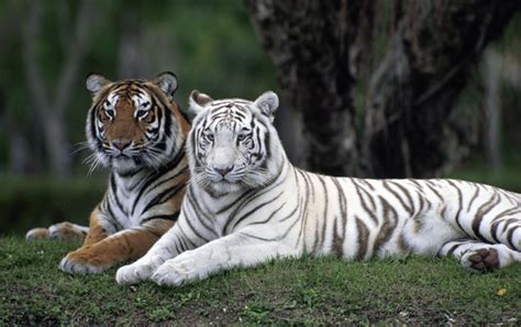 ScienceShot: How the White Tiger Got Its Coat | Science | AAAS