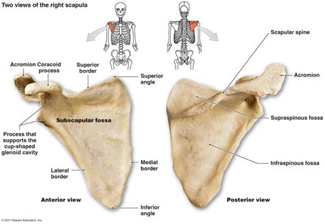 scapula | Pectoral Girdle (4): CLAVICLE -- SCAPULA the shoulder bone ...