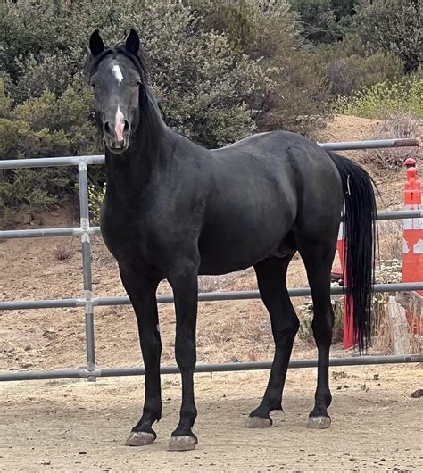 Black Arabian Horse Images