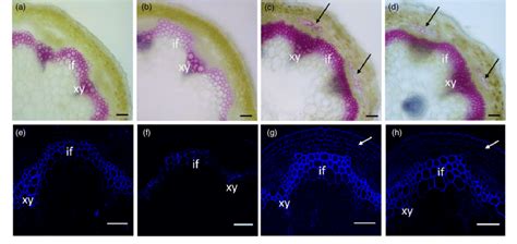 Modulation of lignin and secondary cell wall cellulose by miR319 and ...