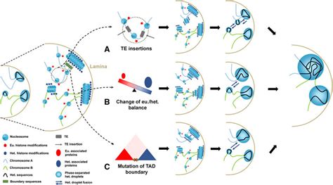 Transitions from euchromatin to heterochromatin. Three proposed models ...