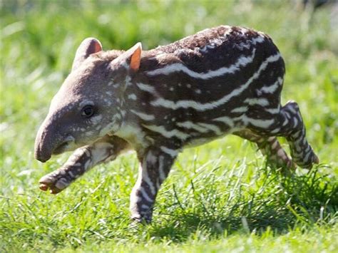 Dublin Zoo welcomes adorable Baby Tapir - All Animals | Cute animals ...