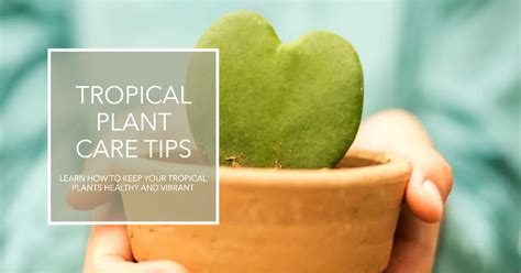 Guide To Tropical Plant Care | Everything Tropical Plants