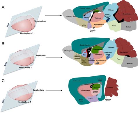 Brain regions anatomy. Sagittal section of adult mice brain. From panel ...