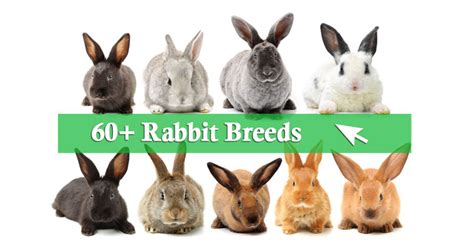 List Of Rabbit Breeds Bini The Bunny Wiki Fandom, 59% OFF