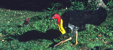 Megapode family Megapodiidae