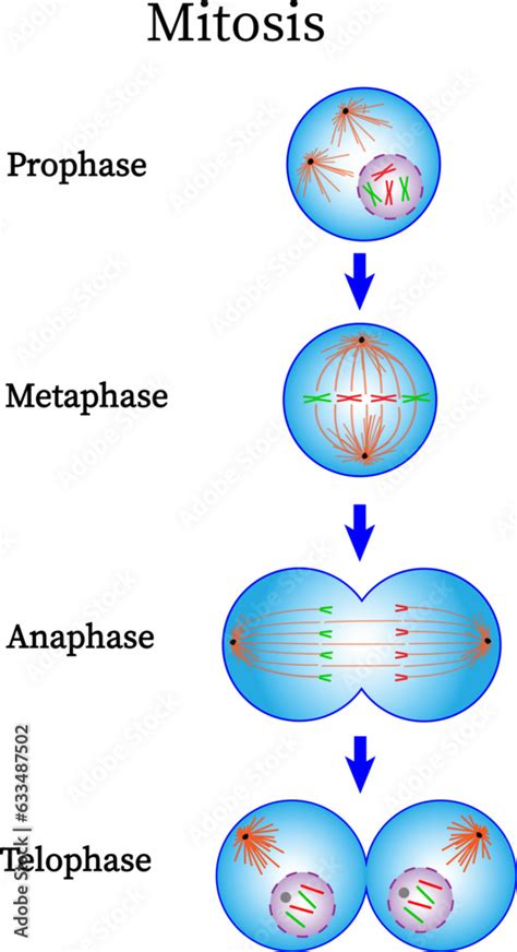 Mitosis phase diagram . Prophase, Metaphase, Anaphase and Telophase ...