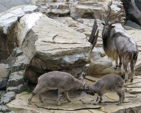 Markhor | Markhors are highly endangered. It is likely that … | Flickr