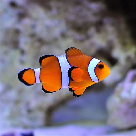 Stunning Clown Fish HD | ubicaciondepersonas.cdmx.gob.mx