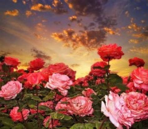 Roses at sunset, flower, roser, sunset, nature, HD wallpaper | Peakpx