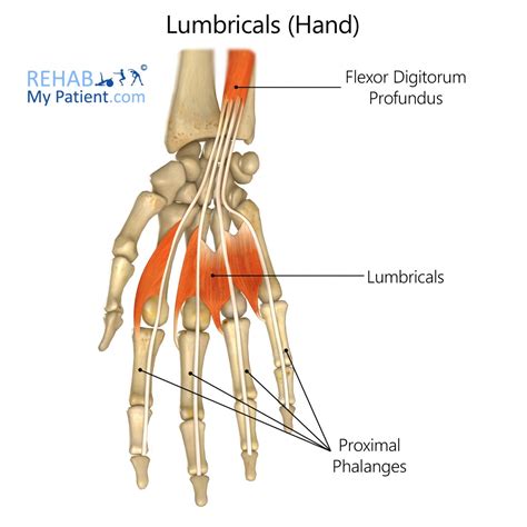 Lumbricals (hand) | Rehab My Patient