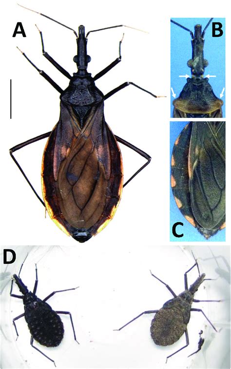 The overall phenotype of Triatoma costalimai. A Adult female (photo: de ...