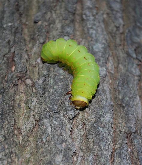 Luna Moth (Actias luna) Caterpillar | Flickr - Photo Sharing!