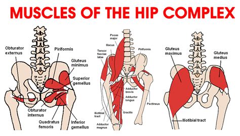 [DIAGRAM] The Muscles Around Knee Diagram - MYDIAGRAM.ONLINE