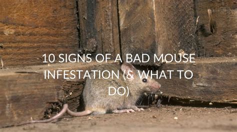 10 Signs Of A Bad Mouse Infestation (& What To Do) - Pest Prevention Patrol