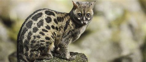 Genet - A-Z Animals