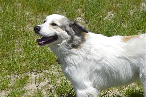 Anatolian Shepherd Great Pyrenees Mix: Info, Pictures, Facts, FAQs & More