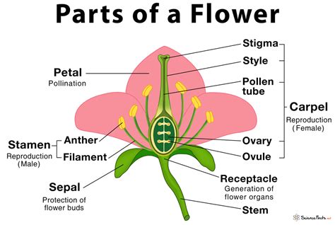 Parts of a Flower, Their Structure and Functions With Diagram