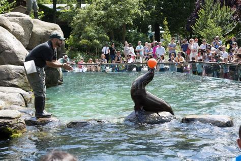 Sea Lion Balancing a Ball Central Park Zoo NYC Editorial Photo - Image ...