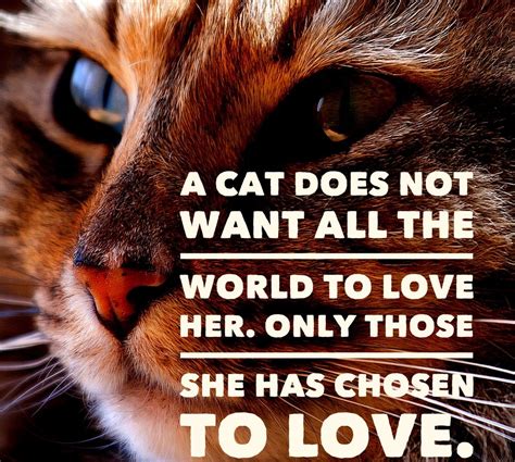 Cat Quotes: 25 Sayings Only Cat Lovers will Understand: