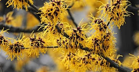 Witch Hazel Care Guide: How To Grow Hamamelis | DIY Garden