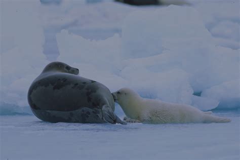 Harp Seal | NOAA Fisheries