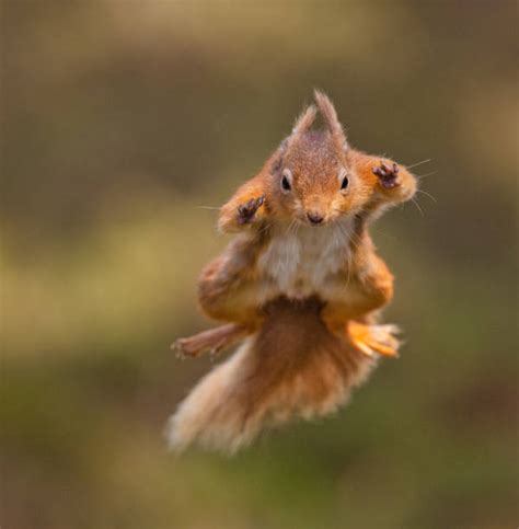 2,900+ Squirrel Jumping Stock Photos, Pictures & Royalty-Free Images ...