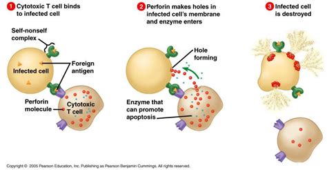 Natural Killer Cells vs Cytotoxix T Cells| Charles River