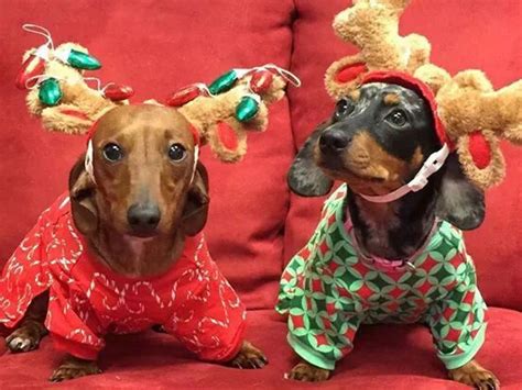 20 best Wiener dogs in costumes images on Pinterest | Dachshunds ...