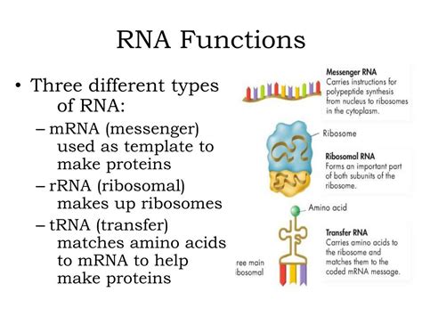 DNA And RNA Function