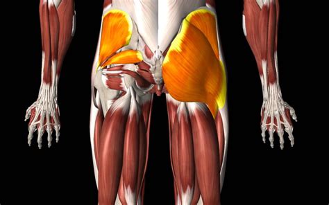 Groin Muscle Anatomy - 1867 Masse Human Anatomy Print - Muscles Abdomen ...