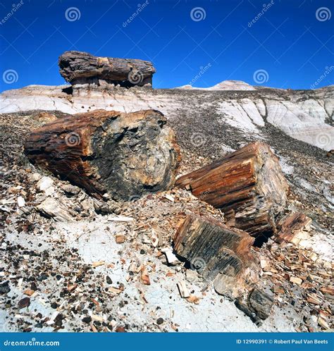 Petrified Wood Fossils stock image. Image of mineral - 12990391