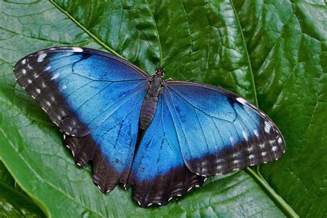 Blue Morpho Butterflies in 2024 | Blue morpho butterfly, Blue morpho ...