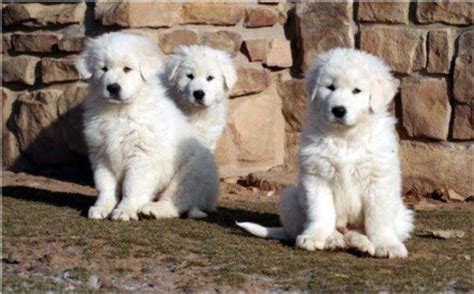 Maremma Sheepdog Dog Breed Information, Images, Characteristics, Health