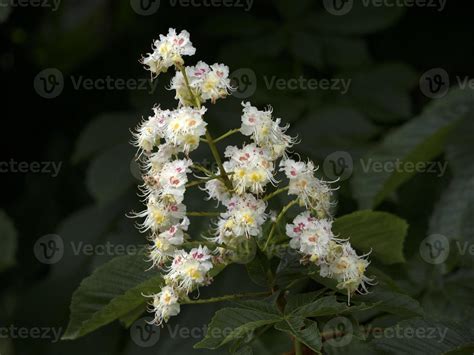 horse chestnut tree flower detail 11965613 Stock Photo at Vecteezy