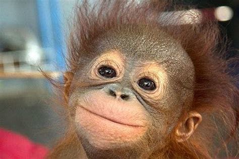 Hello, cute: baby orangutans steal the show