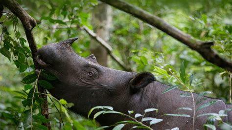 Sumatran rhinoceros female eating leaves, Way Kambas National Park ...