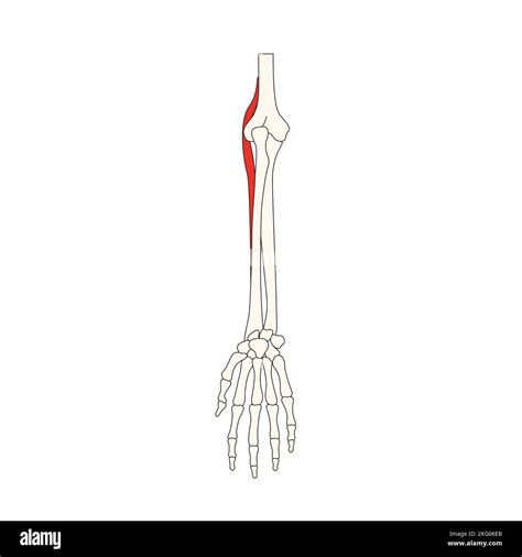 human anatomy drawing brachioradialis reflex Stock Photo - Alamy