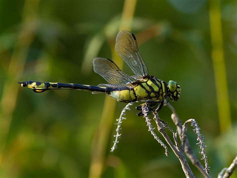 Gomphidae - Clubtails | Wildlife Journal Junior